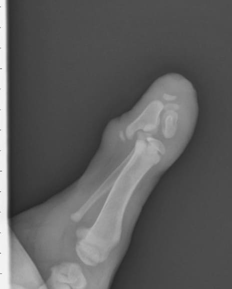 Animal bone with missing limb x-ray