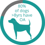 80% of dogs over 8 years old have osteoarthritis.