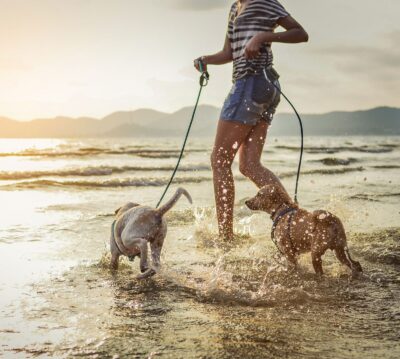 A man with two dogs playing on the beach