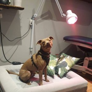Dog in a room for arthritis treatment