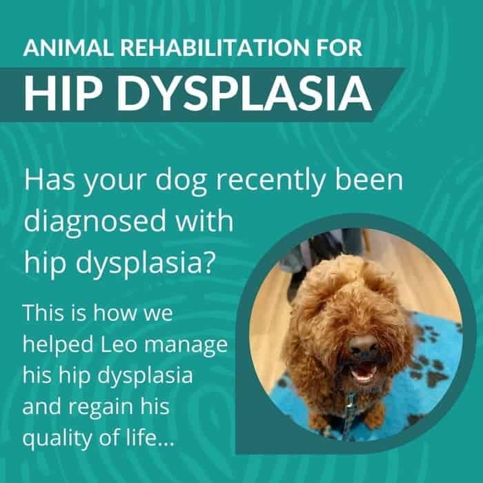 Hip Dysplasia in dogs chart