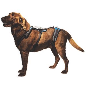 Brown dog wearing harnesses