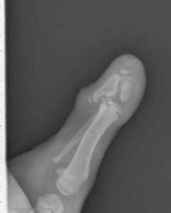 Amputated dog limb x-ray
