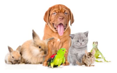 A dog, cat, two rabbits and a bird