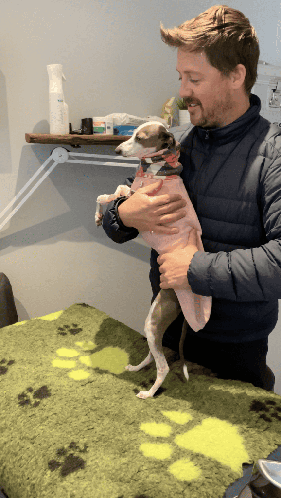 Italian greyhound rehab treatment