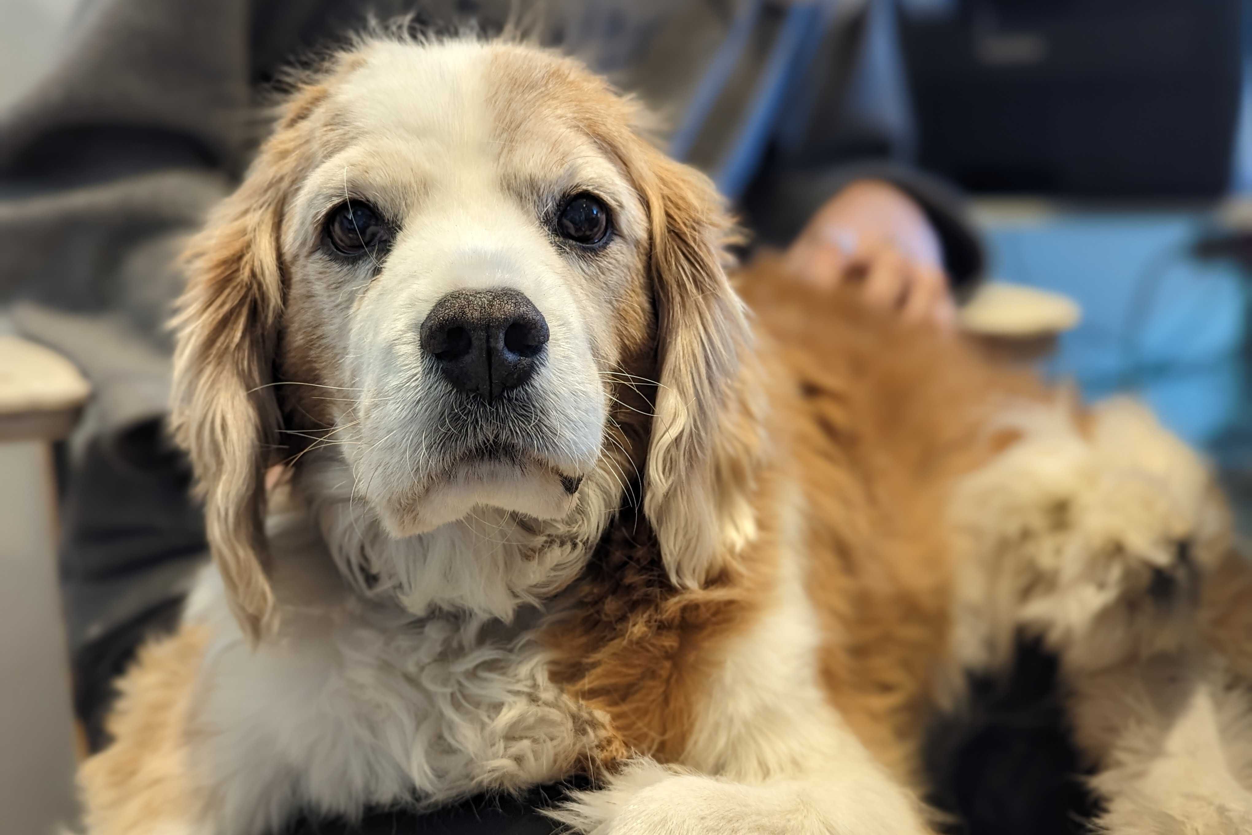 Dog arthritis treatment