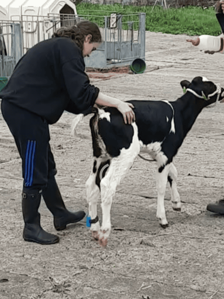Rehabilitation for injured calf